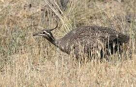 Elegant Crested Tinamou