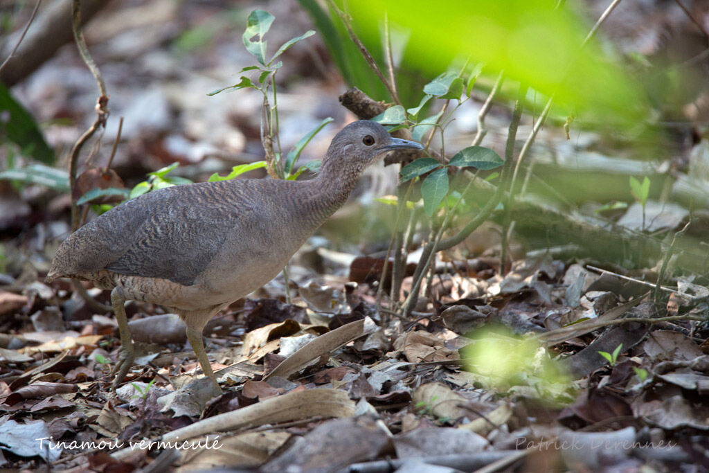 Undulated Tinamou, identification, habitat