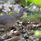 Tinamou vermiculé
