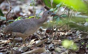 Undulated Tinamou