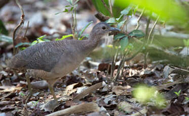 Tinamou vermiculé