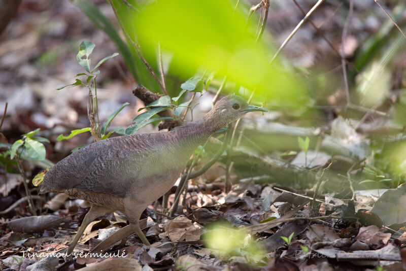 Undulated Tinamou, identification, habitat