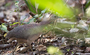 Undulated Tinamou