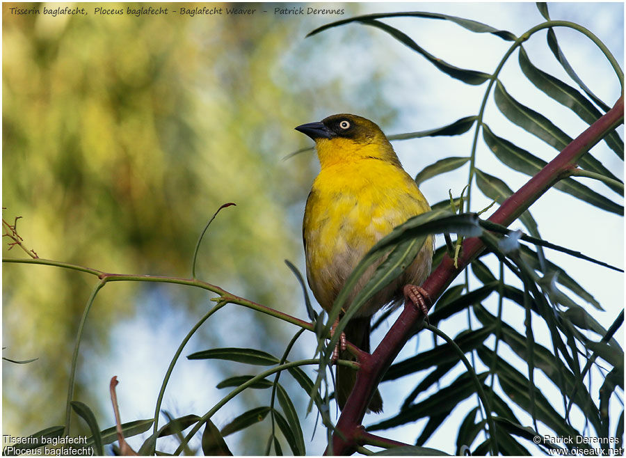 Baglafecht Weaver male adult, identification