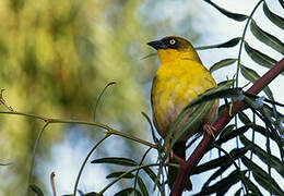 Baglafecht Weaver