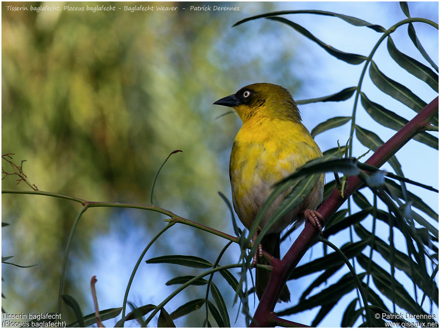 Baglafecht Weaver male adult, identification