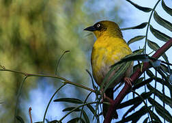 Baglafecht Weaver