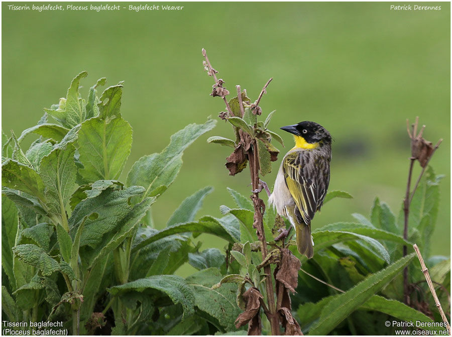 Baglafecht Weaver male adult, identification