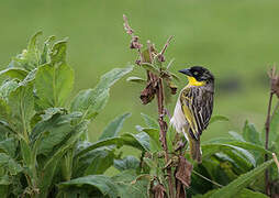 Baglafecht Weaver