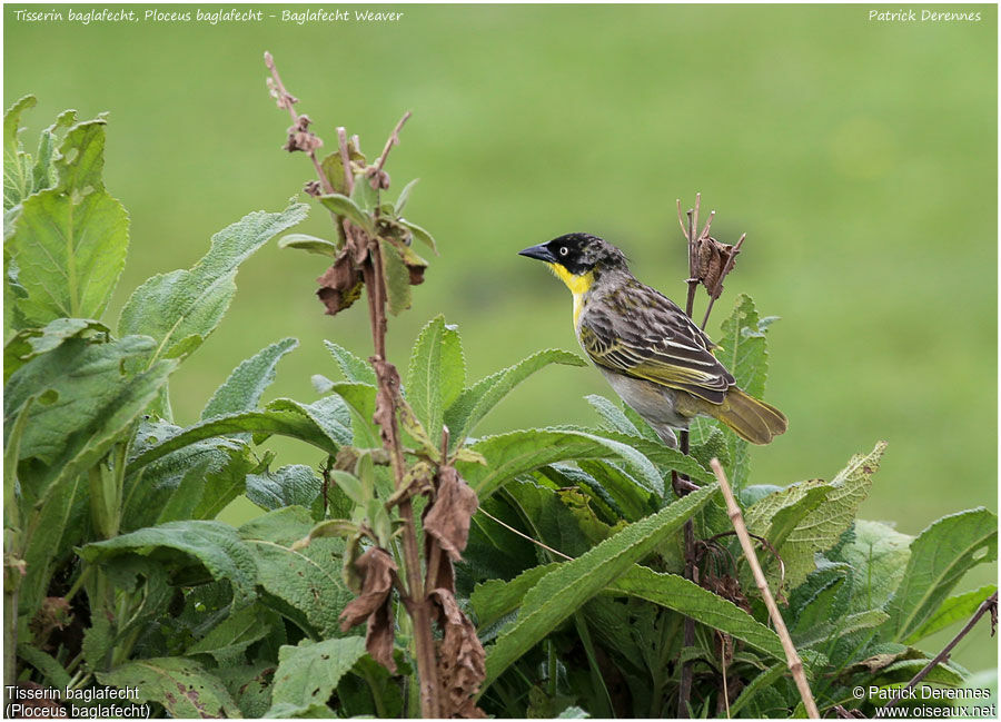 Tisserin baglafecht mâle adulte, identification