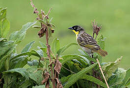 Baglafecht Weaver