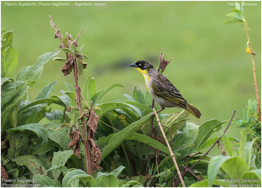 Baglafecht Weaver male adult, identification