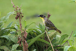 Baglafecht Weaver