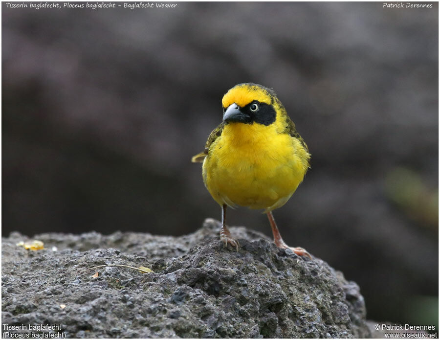 Baglafecht Weaver male adult, identification