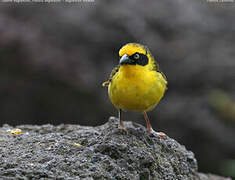 Baglafecht Weaver