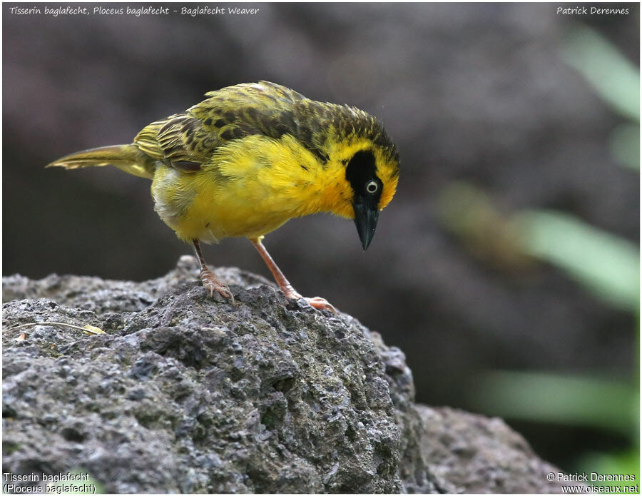 Baglafecht Weaver male adult, identification