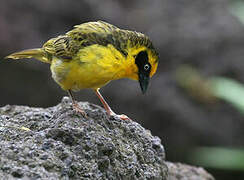 Baglafecht Weaver