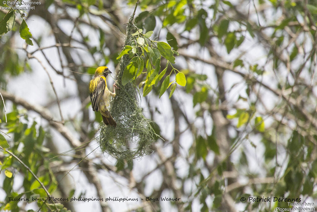 Baya Weaver male, identification, Reproduction-nesting