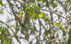 Baya Weaver