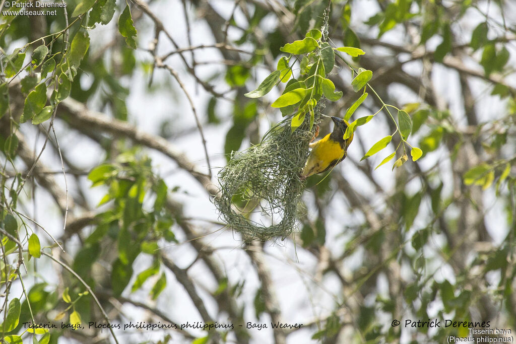 Baya Weaver male, identification, habitat, Reproduction-nesting