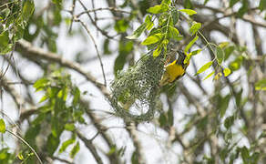 Baya Weaver