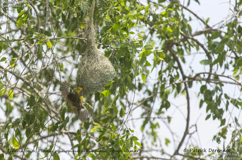 Tisserin baya, identification, habitat, parade, Nidification