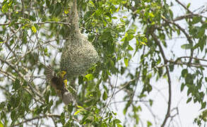 Baya Weaver