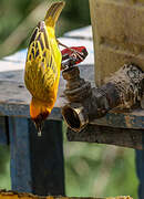 Rüppell's Weaver