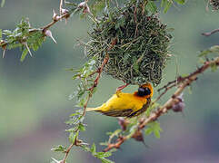 Speke's Weaver