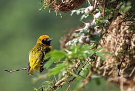 Speke's Weaver