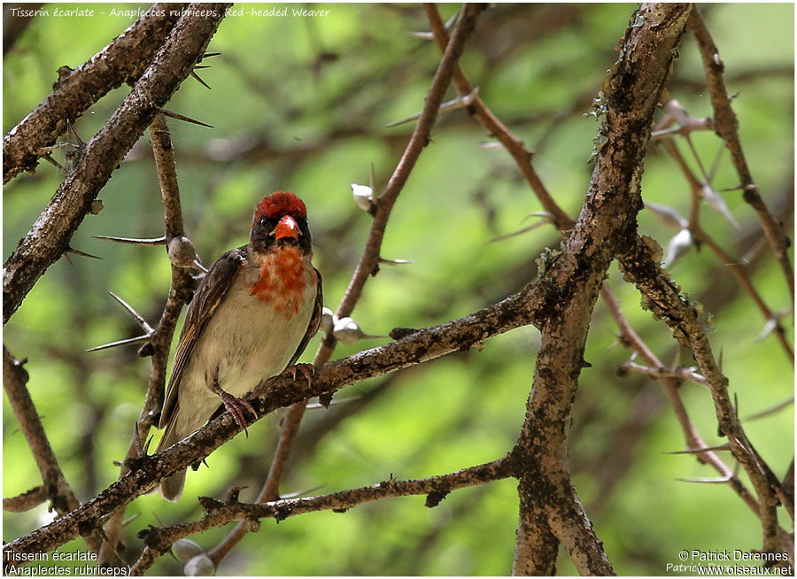 Red-headed Weaver male adult, identification