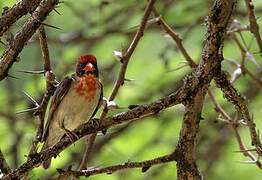 Red-headed Weaver