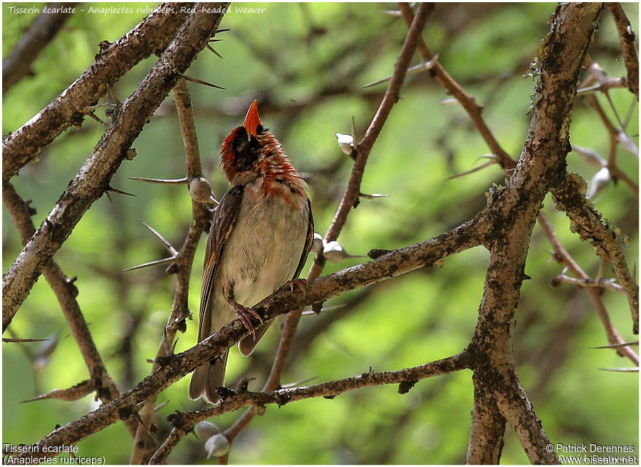 Tisserin écarlate mâle adulte, identification