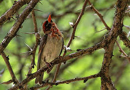 Red-headed Weaver