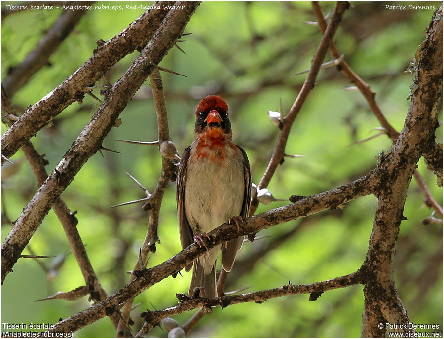 Red-headed Weaver male adult, identification