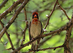 Red-headed Weaver