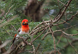 Red-headed Weaver