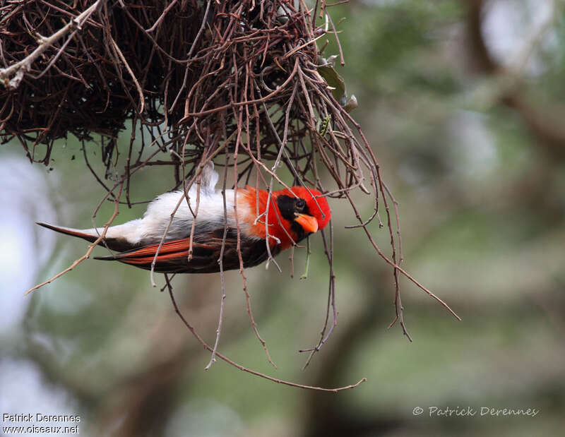 Red-headed Weaver male adult, pigmentation, Reproduction-nesting