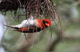 Red-headed Weaver