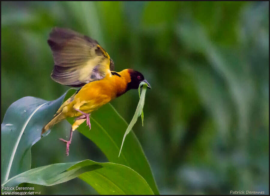 Village Weaver male adult breeding, Flight, Reproduction-nesting