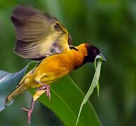 Village Weaver