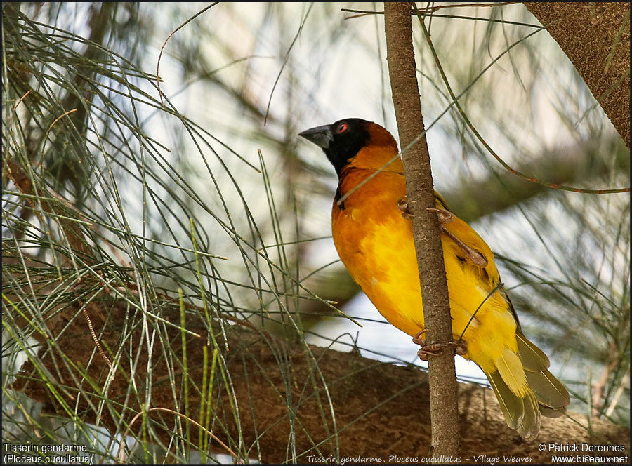 Village Weaver male adult, identification