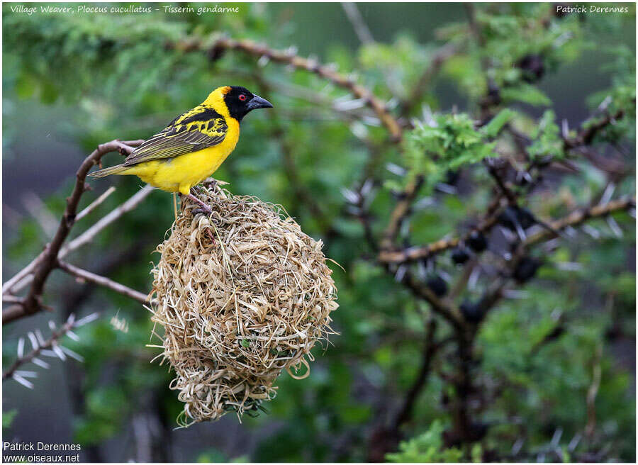 Village Weaver male adult breeding, pigmentation, Reproduction-nesting, Behaviour