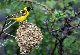 Village Weaver