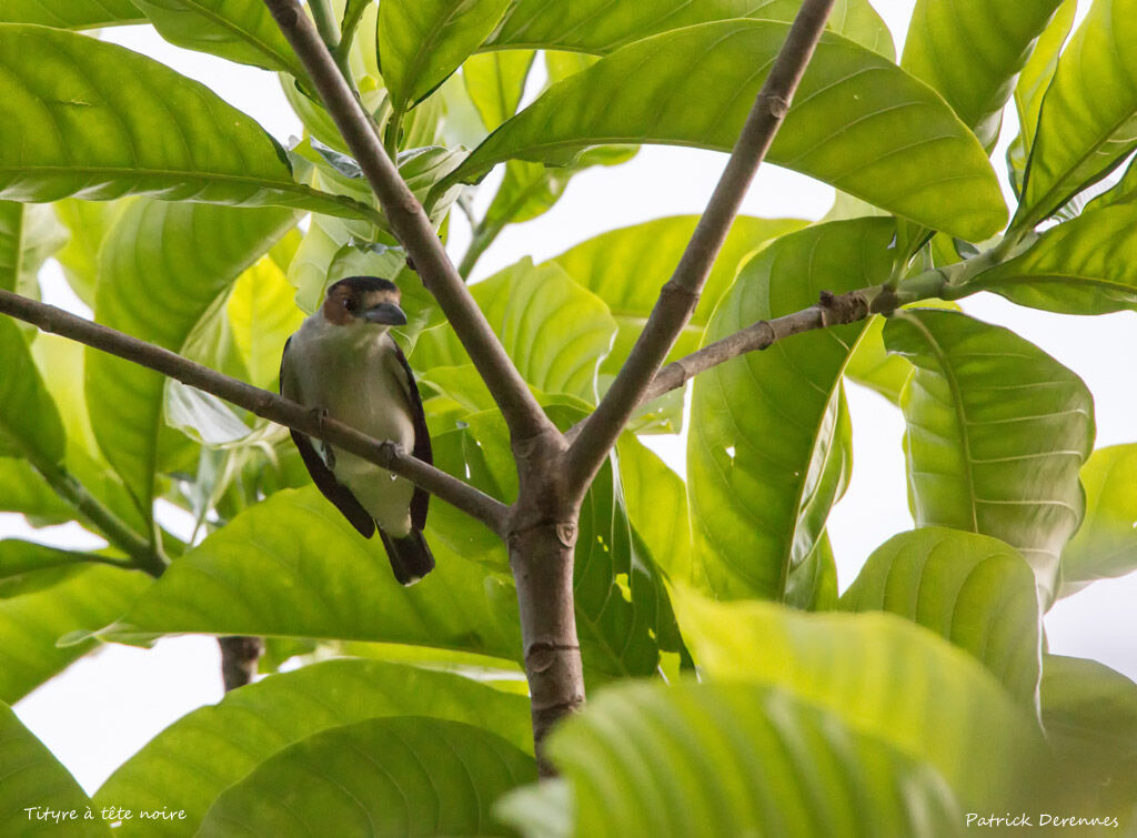 Black-crowned Tityra, identification, habitat