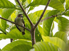 Black-crowned Tityra