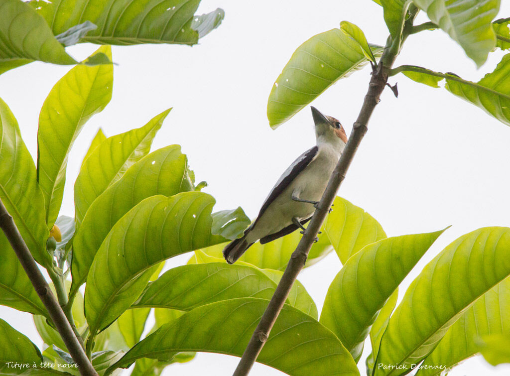 Black-crowned Tityra, identification, habitat