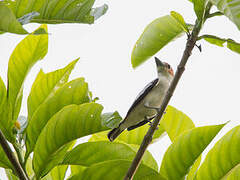 Black-crowned Tityra