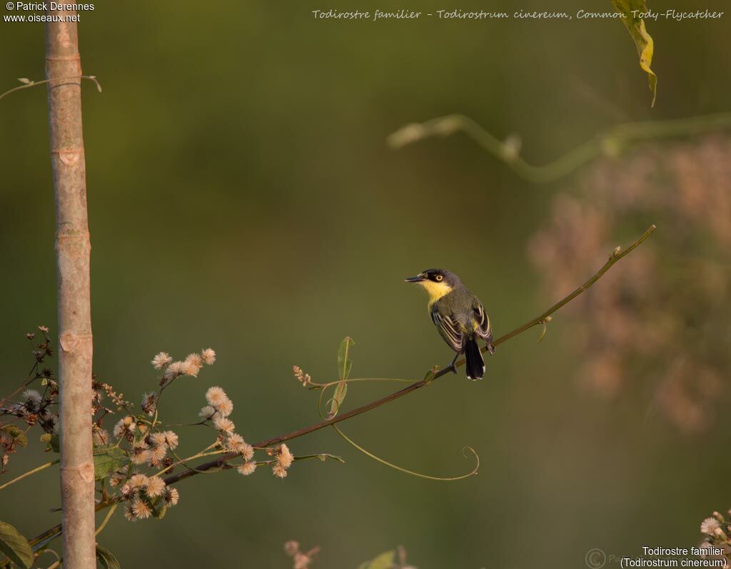 Common Tody-Flycatcher, identification, habitat