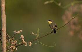 Common Tody-Flycatcher